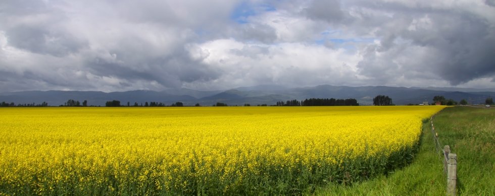 Rapeseed fields displaying their beauty in Montana