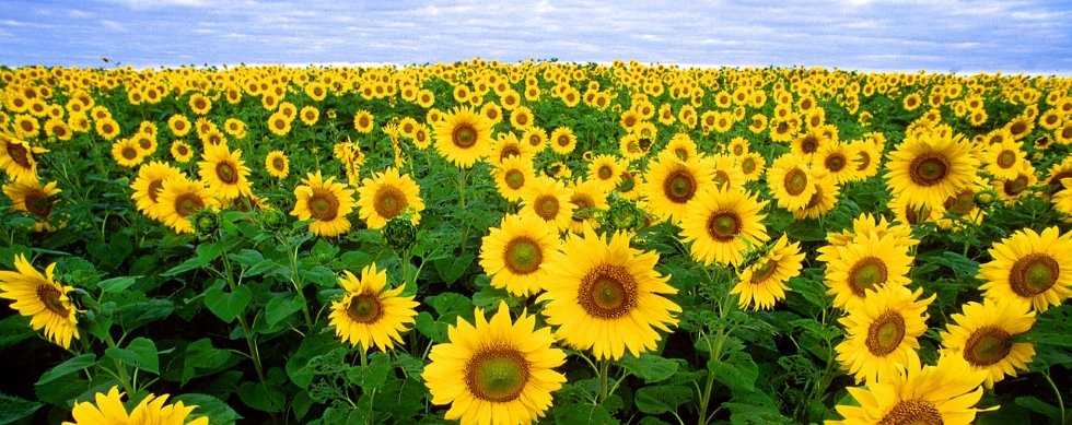 Sunflowers near Fargo, North Dakota